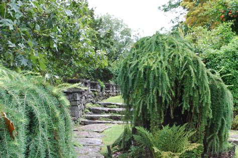 Weeping European Larch Eclectic Charlotte By Jay Sifford Garden