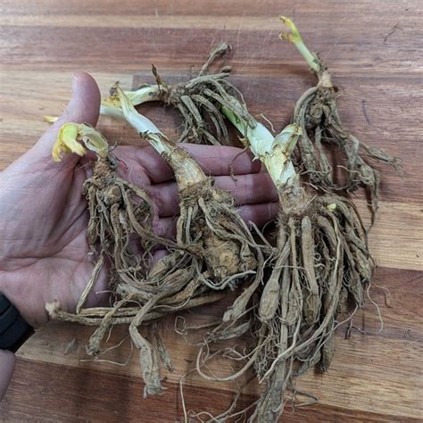 Hemerocallis Fulva Kwanso