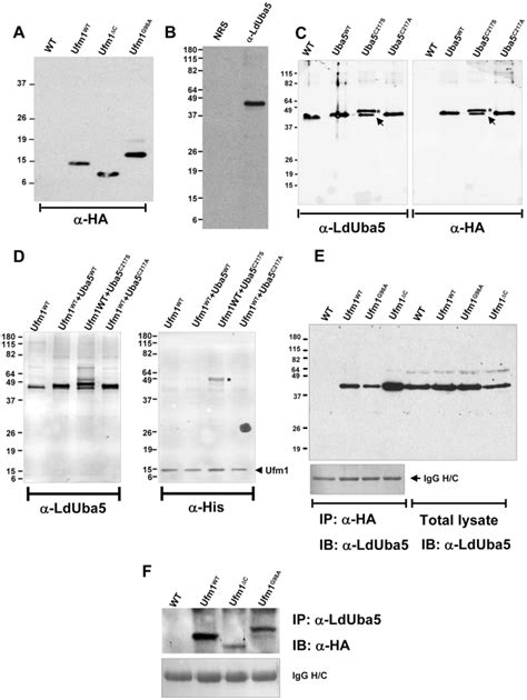 A Exogenous Expression Of Wild Type Ldufm And The Mutant Forms