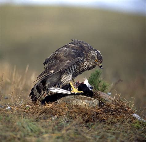 Darek Karp - Photo gallery