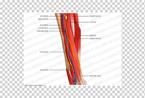 Nervio M Sculo Del Vaso Sangu Neo Dise O Ngulo Texto Brazo Png