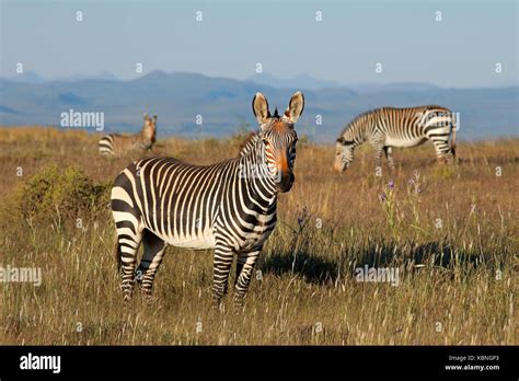 Cape Mountain Zebras Equus Zebra In Grassland Mountain Zebra