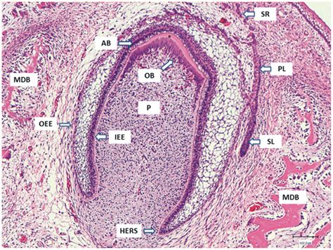 Tooth Histology Labeled