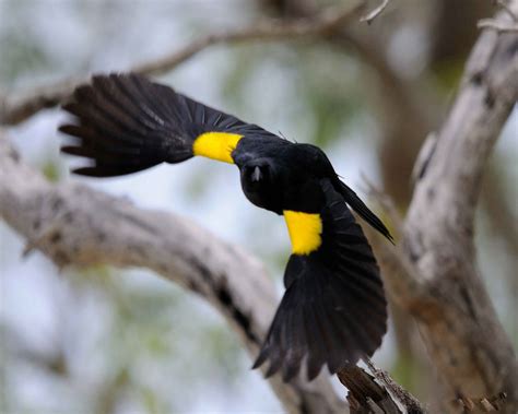 Free Picture Yellow Shouldered Blackbird Agelaius Xanthomus Flight