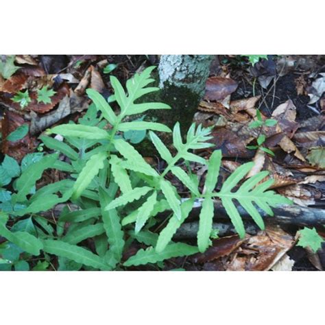 Onoclea Sensibilis Sensitive Fern 32 Ct Tubeling Native Plants
