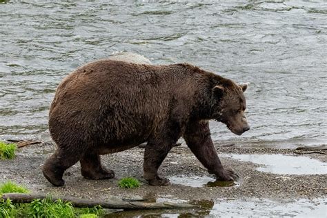 Cnn On Rascal Bears Helping Themselves To Jber Food Supplies