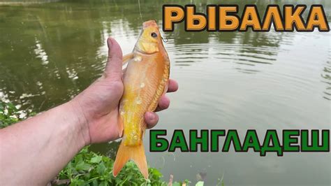 Рыбалка в Бангладеш. - YouTube
