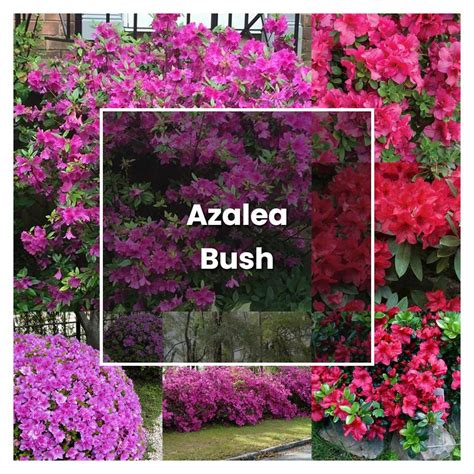 How To Grow Azalea Bush Plant Care And Tips Norwichgardener