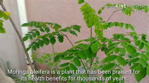 The Miracle Tree Moringa Oleifera Malunggay Drumstick