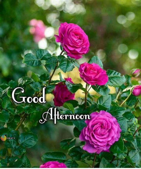 Pink Roses With Green Leaves And The Words Good Afternoon