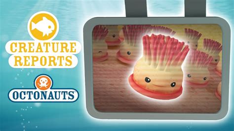 Octonauts Creature Reports Very Tiny Creatures Youtube