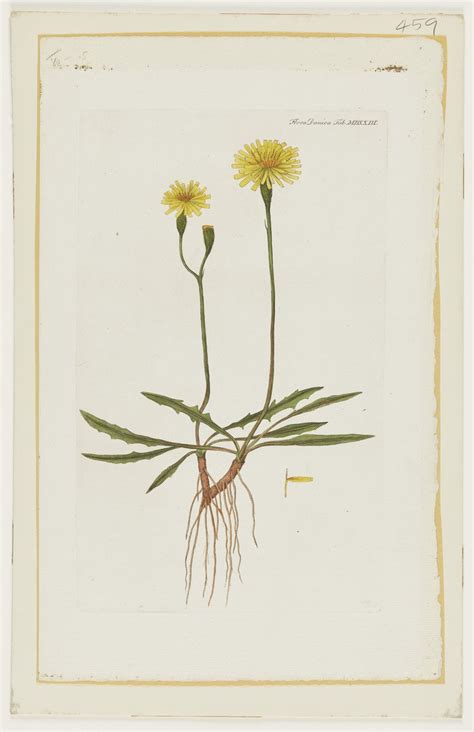 RBC Art Pick: Flora Danica | Art Gallery of Ontario