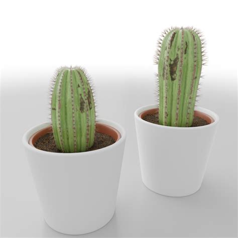 Small Potted Cactus – iMeshh