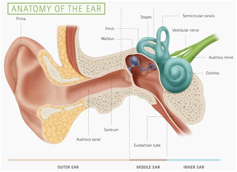 Cat Ear Anatomy Diagram