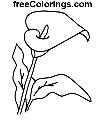 Dessin au trait dart Calla Lily Coloriages gratuits à imprimer