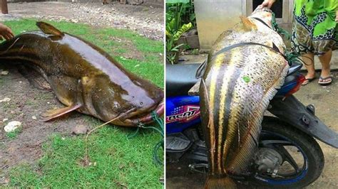 Ikan Tapah Makan Orang - Ikan Tapah Monster Yang Segini Mampu Makan Manusia Giant Catfish ...