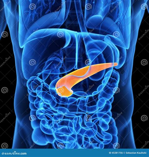 The Pancreas Stock Illustration Illustration Of Orange 45381756