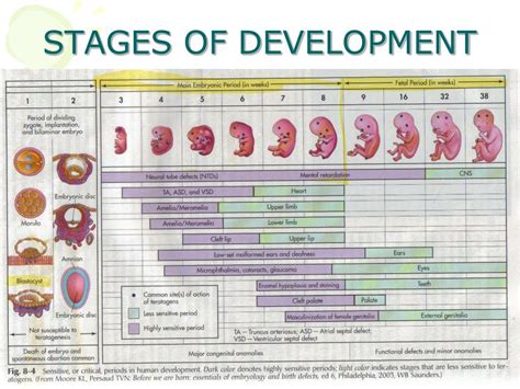 Ppt Fetal Development Powerpoint Presentation Free Download Id1421408