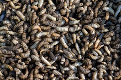 Premium Photo | Close up of black soldier fly bsf larvae or maggot ...