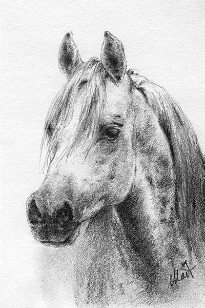 Yelena Shabrova A Sketch A Day Arabian Horse Head Graphite Pencil