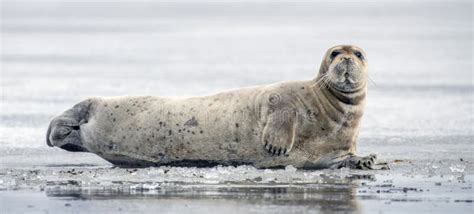 bearded seal  called  square flipper seal stock image