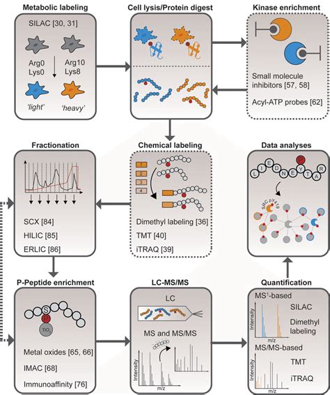 General Workflow For Ms Based Phosphoproteomics The Initial Step In A