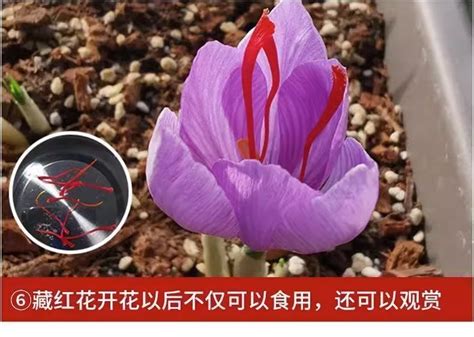 带芽药用藏红花种球西红花番红花植物秋冬耐寒盆栽花卉四季开花 阿里巴巴