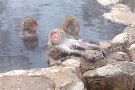 Premium Photo Japanese Snow Monkey In Hot Spring
