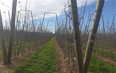 Apple Growing Systems Innovation Central Fruition Horticulture