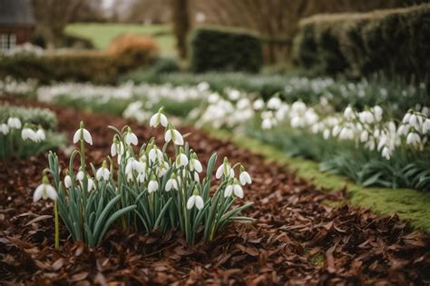 Premium AI Image Close Up Of A Clump Of Common Snowdrops Galanthus