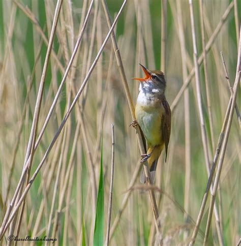 Vroege Vogels Foto Vogels Grote Karekiet