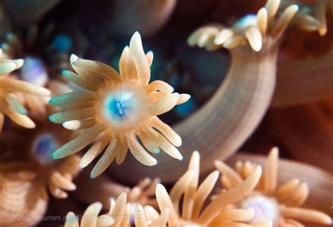 Reef 2050 Plan Reef Authority