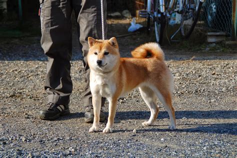 nihon ken learning  shiba