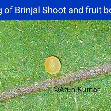 Damaging Symptoms On Brinjal Fruit By Shoot And Fruit Borer Leucinodes Download Scientific