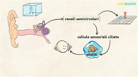 L Udito E L Equilibrio Scienze Naturali Terza Media