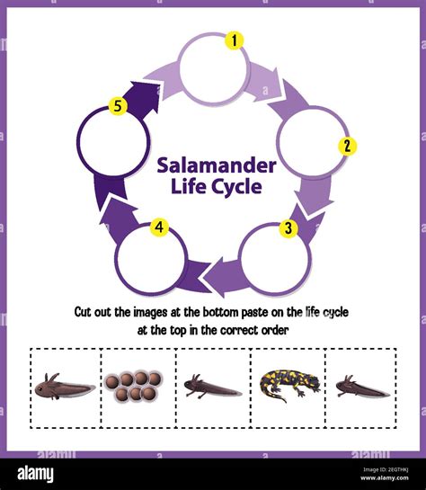 Salamander Life Cycle Diagram Illustration Stock Vector Image And Art Alamy