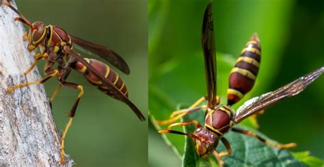 14 Common Wasps Hornets In North Carolina ID Guide Bird Watching HQ