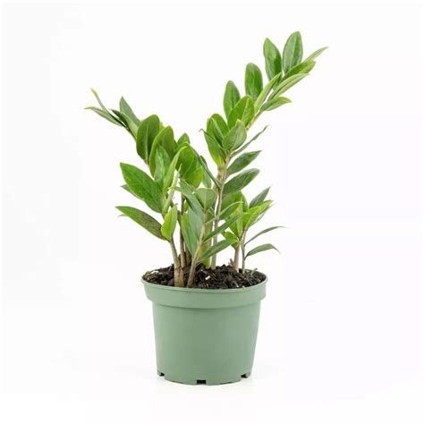 The Best Indoor Plants To Liven Up Your Space Indoor Plants Best Indoor Plants Hanging