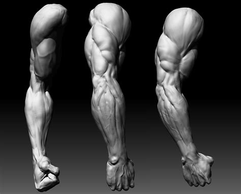 Anatomy For Artists Zbrush Anatomy Anatomy Sculpture