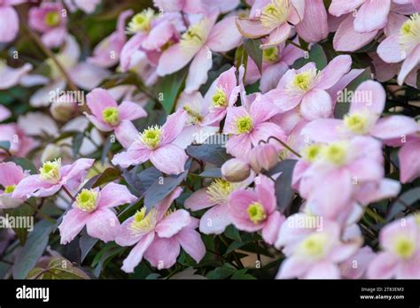 Clematis Montana Group Hi Res Stock Photography And Images Alamy