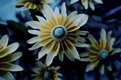 Wallpaper Nature Yellow Flowers Blue Daisy Flower Flora Petal