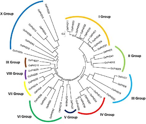 Phylogenetic Tree Constructed Using Nj Method By Mega X Program Amino