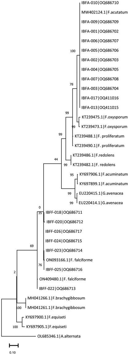 Phylogenetic Tree Based On Partial Tef Gene Sequence From Fusarium