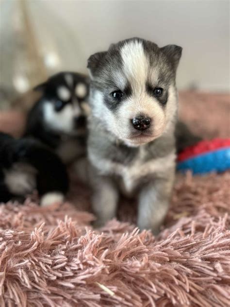 Chiots Husky 80000 UnCompagnon Fr