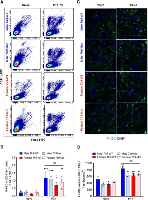 Ptx Treatment Causes Comparable Macrophage Infiltration Into Drgs In