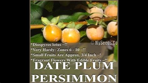 Date Plum Persimmon Diospyros Lotus Tree Seeds On Myseeds Co Youtube