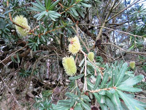 Banksia marginata flowers | The Field Naturalist Ballarat