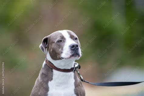 A male grey colored American pit bull terrier or Blue Nose Pitbull dog ...