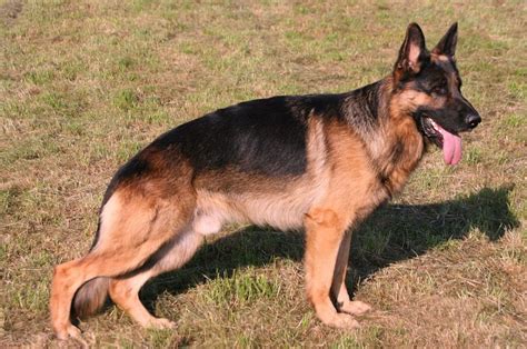 The German Shepherd A Guide For Owners Pethelpful