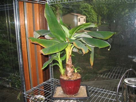 Learn How To Grow Bananas Indoors This Winter How To Grow Bananas Banana Plants Balcony Plants